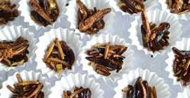 Insekten in einem Muffin-Schälchen