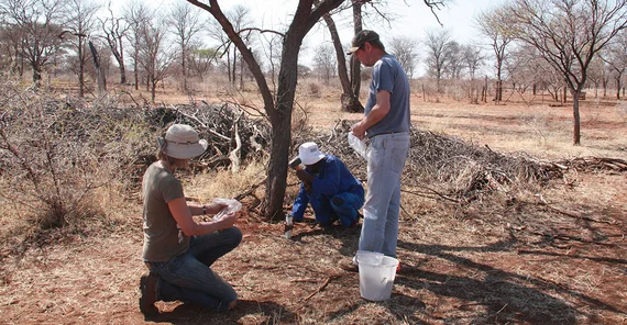 Potsdam researchers in the groups of Prof. Dr. Anja Linstädter and Prof. Dr. Florian Jeltsch from the Institute of Biochemistry and Biology contributed their field data from drylands in South Africa and Namibia to the global study.