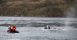 Researchers target the skin of humpback whales and Magellanic penguins.