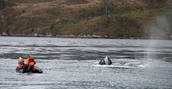 Researchers target the skin of humpback whales and Magellanic penguins.