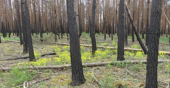 in 2019 with eastern groundsel and moss and … | Photo: Dr. Thilo Heinken