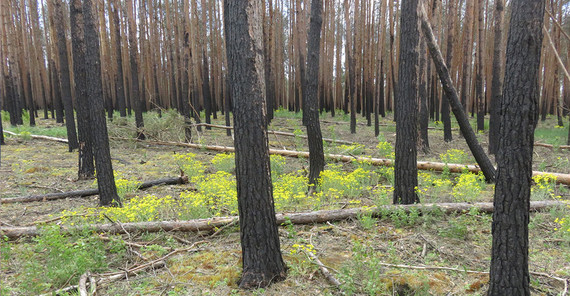 in 2019 with eastern groundsel and moss and … | Photo: Dr. Thilo Heinken