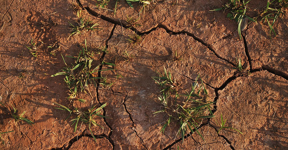 Dürreschäden in der Landwirtschaft nehmen zu.