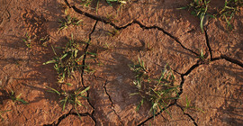 Dürreschäden in der Landwirtschaft nehmen zu.