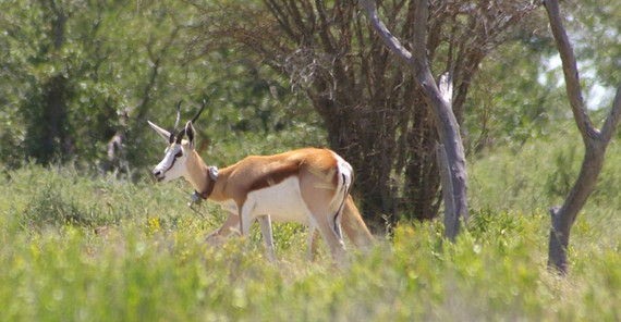 Springbok with tracking collar.