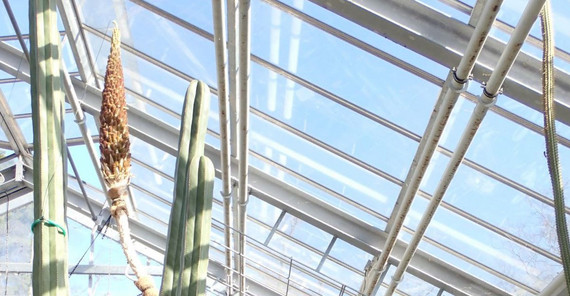 Auf dem Bild ist der Stachellose Rauschopf im Botanischen Garten der Universität Potsdam zu sehen. Das Foto hat Kevin Ryl aufgenommen.