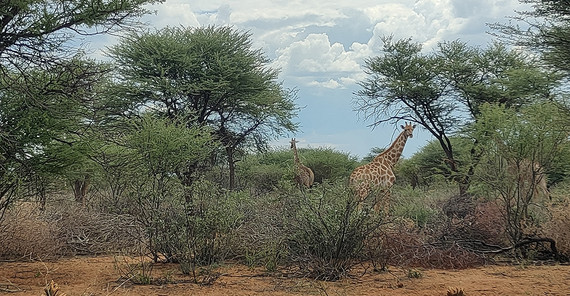 Giraffe in der afrikanischen Savanne