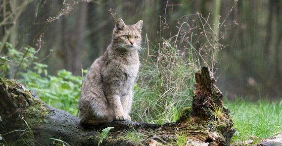 Wildkatze im Wald
