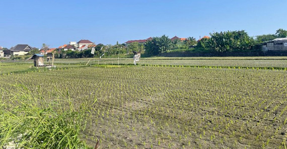 Reisfelder in Sanur.