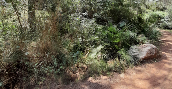 Ein roter Sandweg wird begrenzt durch üppige undurchdringliche Vegetation.