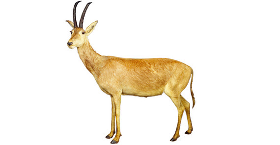 The only mounted skin of a female blue antelope can be found in the Natural History Museum Vienna. | Photo credit: NHM Vienna, Alice Schumacher The only mounted skin of a female blue antelope can be found in the Natural History Museum Vienna. | Photo credit: NHM Vienna, Alice Schumacher