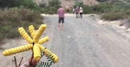 Enigmatic Seedpod of native plants. Photo: Henry Wichura.