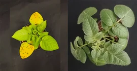 Zwei Kartoffelpflanzen zum Vergleich nebeneinander von oben fotografiert. Die linke ist klein und gelbblättrig. Die rechte hat große grüne Blätter.