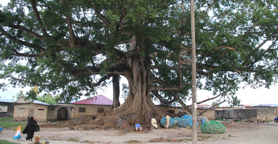Der große Kapokbaum im Botanischen Garten Sansibars. In den Säcken darunter befindet sich Müll, der zuvor auf dem Gelände eingesammelt wurde. Foto: Uwe Scharf. Der große Kapokbaum im Botanischen Garten Sansibars. In den Säcken darunter befindet sich Müll, der zuvor auf dem Gelände eingesammelt wurde. Foto: Uwe Scharf.