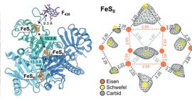 Grafics with Electron microscopy structure of noval iron-sulfur cofactors