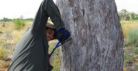 Scientist taking a wood core sample to determine the wood density of a tree.
