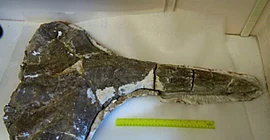 Foto: Walfossil zum Zeitpunkt der Wiederentdeckung 2011 (Foto: Louis L. Jacobs, Southern Methodist University)