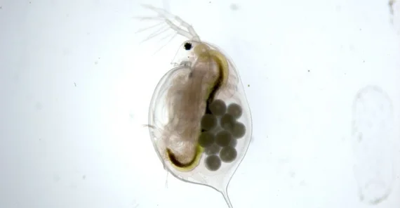 Wasserfloh Daphnia magna (Foto: Silvia Heim)