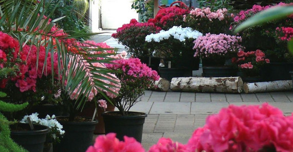 Blumen im Botanischen Garten