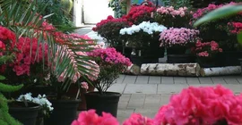 Blumen im Botanischen Garten