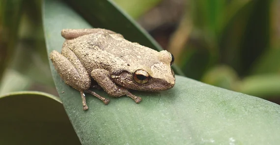 Antillen-Pfeiffrosch