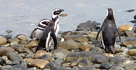 Magellanic penguins Magellan-Pinguine