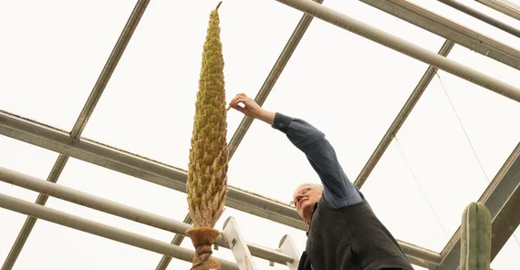 Bestäubung der Blüte des Stachellosen Rauschopf im Botanischen Garten der Universität Potsdam. Das Foto hat Kevin Ryl aufgenommen.