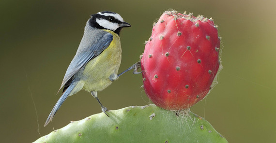 Kanarenmeise (Cyanistes teneriffae) Foto: José Juan Hernandez.