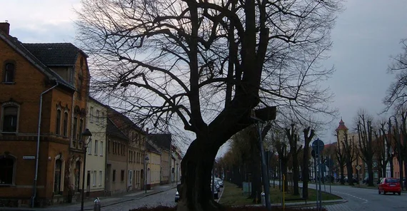 Luther linden tree in Treuenbrietzen. Photo: Uwe Tresp.