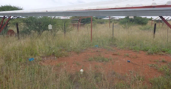Experimental site in South Africa. Under a simple roof outdoors, a bare patch in the vegetation on the ground can be seen.