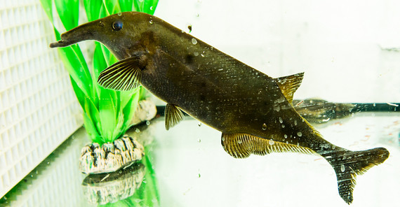 Nilhecht im Versuchsbecken (Foto Karla Fritze) Nilhecht im Versuchsbecken (Foto Karla Fritze)