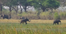 Elephants in the savannah