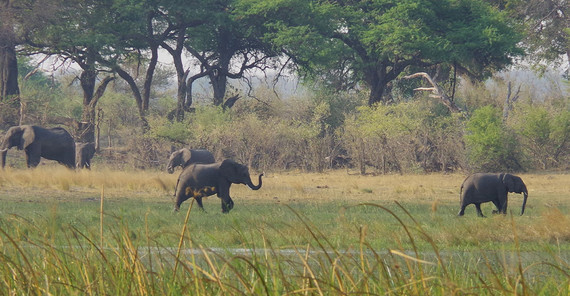 Elephants in the savannah