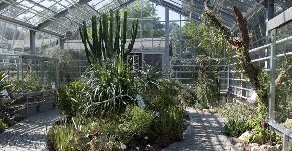 Im Gewächshaus des Botanischen Garten sind Sukkulenten zu sehen