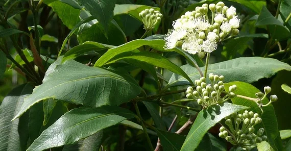 Zitruspflanze (Michael Burkart)