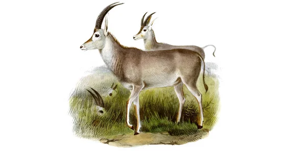 Zeichnung eines Blaubocks