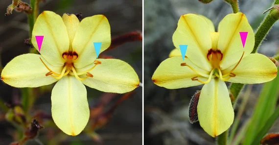 Zwei Fotos von nahezu identischen Blüten, die spiegelbildlich angeordnete Griffel und Staubblätter haben.