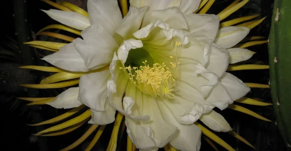 Königin der Nacht (Botanischer Garten)