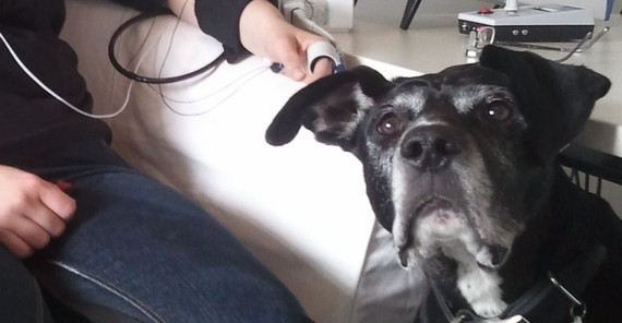 Image: Anne Springer