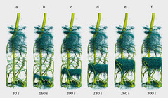 Die Lupinen werden im Zeitraffer beim Trinken dargestellt
