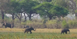 Afrikanische Elefanten in der Savanne