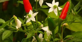 Chilipflanze (Botanischer Garten)