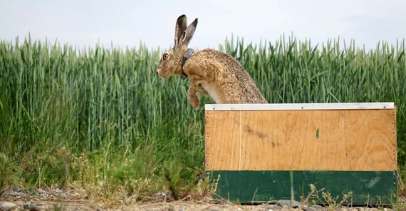 Mit Senderhalsband ausgestatteter Hase springt aus einer Transportbox.