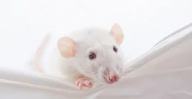 Labormaus. Foto: Fotolia/Kirill Kurashov.