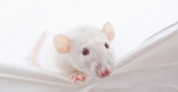Lab mouse. Photo: Fotolia/Kirill Kurashov.